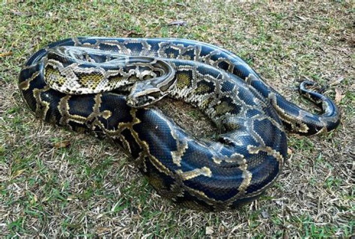 Are Burmese Pythons Venomous? Exploring the Truth About These Majestic Reptiles