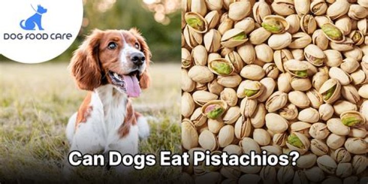 Are Pistachios Healthy for Dogs? A Comprehensive Guide for Pet Owners