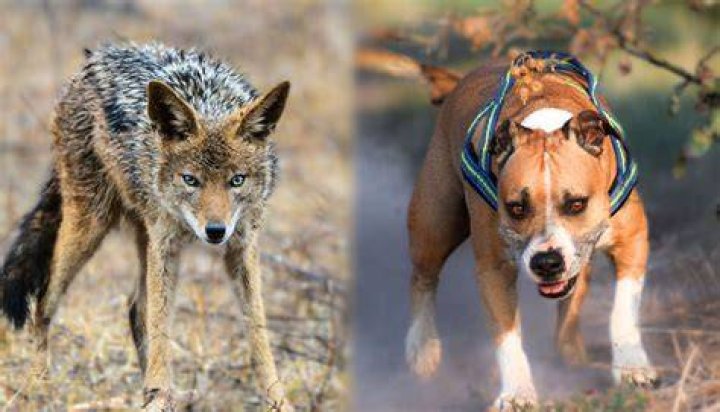 Best Dog Coyote Protection: Safeguard Your Beloved Pet Today
