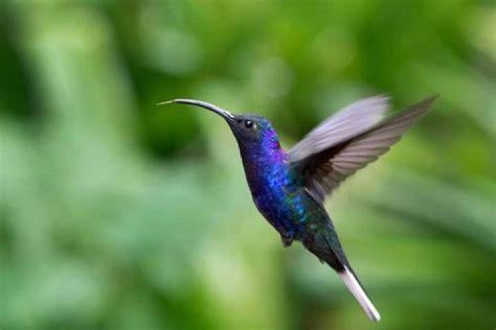 Birds Forale in Philadelphia: A Comprehensive Guide to Urban Avian Wonders