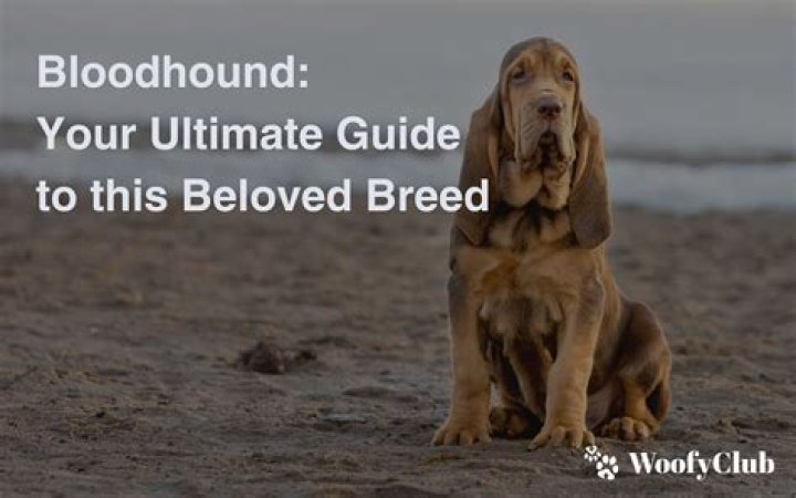 Bloodhound Jeffhooting: Your Ultimate Guide to the Iconic Musician and His Legacy