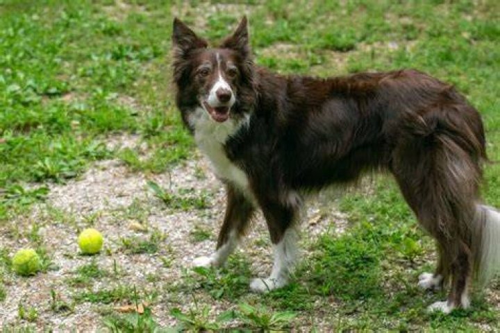 Border Collie Character: A Comprehensive Guide to Understanding Their Traits