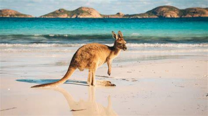 Can Caneattle WA: Exploring the Rising Trend in Western Australia
