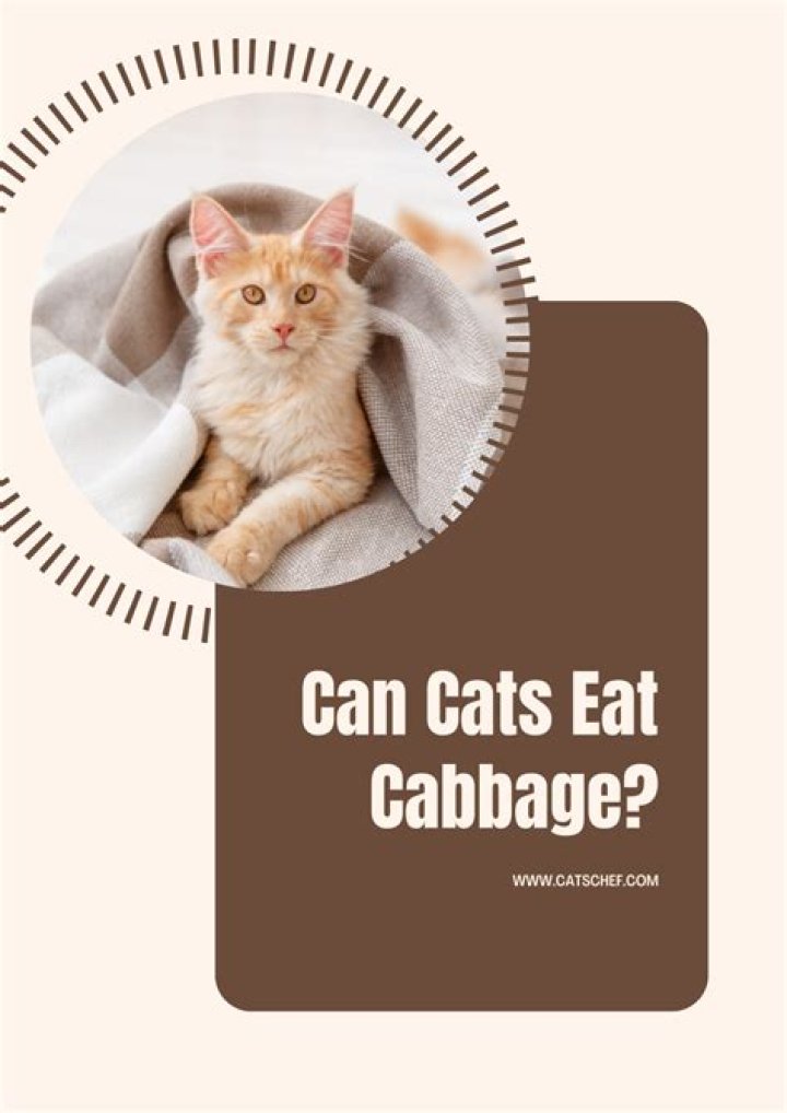 Can Cats Eat Cabbage? A Comprehensive Guide for Responsible Cat Owners