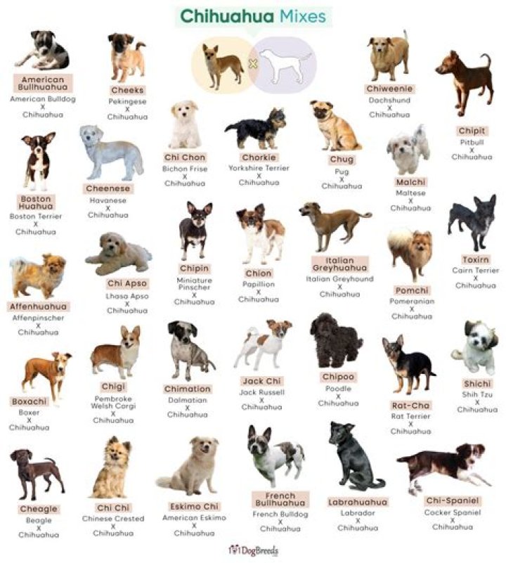 Chihuahua Mixes: A Comprehensive Guide to Mixed-Breed Chihuahuas