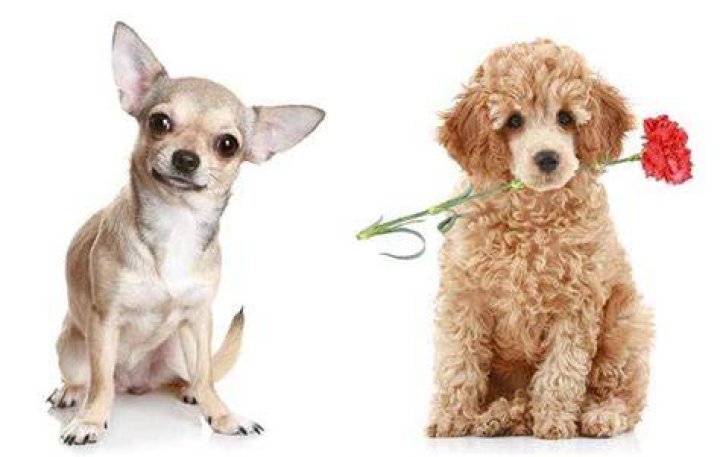 Chihuahua Poodle Mix: The Ultimate Guide to the Chihuahua Poodle Dog
