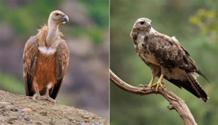 Difference Between Buzzard and Vulture: A Comprehensive Guide