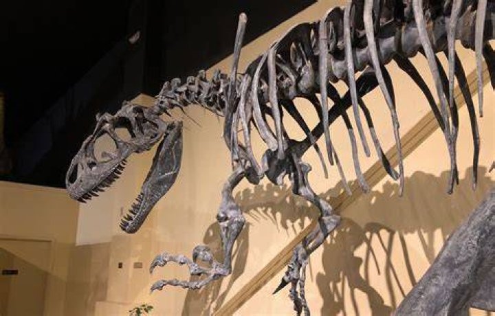 Dinosaur Museum in Fruita: Unveiling the Ancient Mysteries
