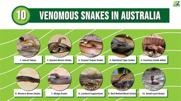 Does New Zealand Have Poisonous Snakes? A Comprehensive Guide
