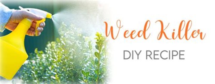 Effective Weed Killer Essential Oils for Natural Garden Care