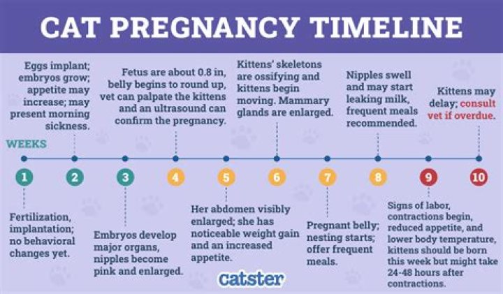 How Many Days is a Cat Pregnant For? A Comprehensive Guide