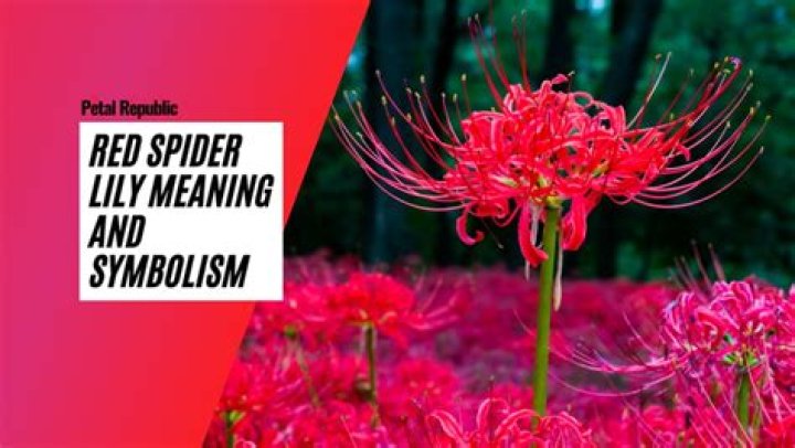 Japanese Spider Lily Meaning: Unveiling the Mystical Symbolism and Cultural Significance