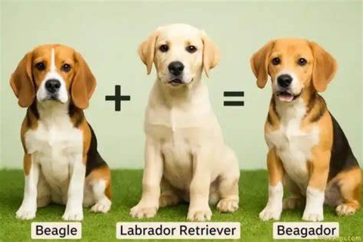 Labrador Mixed With Beagle: The Ultimate Guide to This Lovable Hybrid Breed