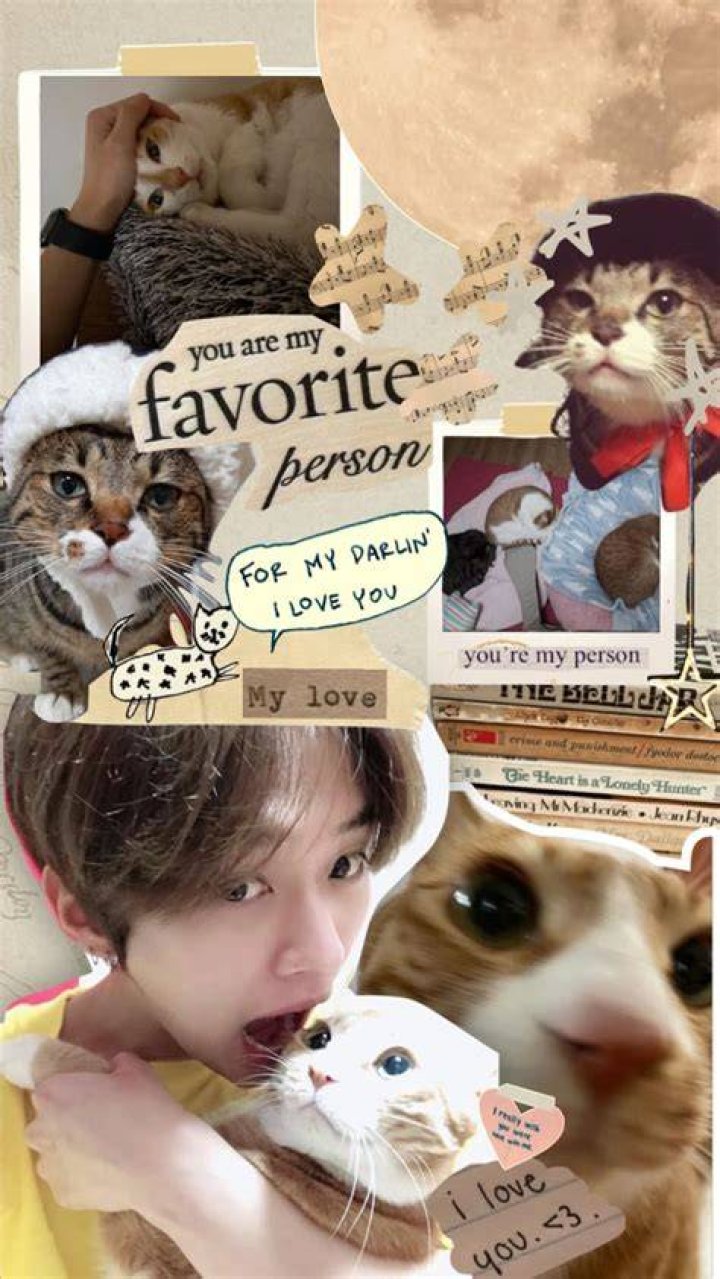 Lee Know's Cats: A Furry Journey into the Heart of K-Pop Stardom