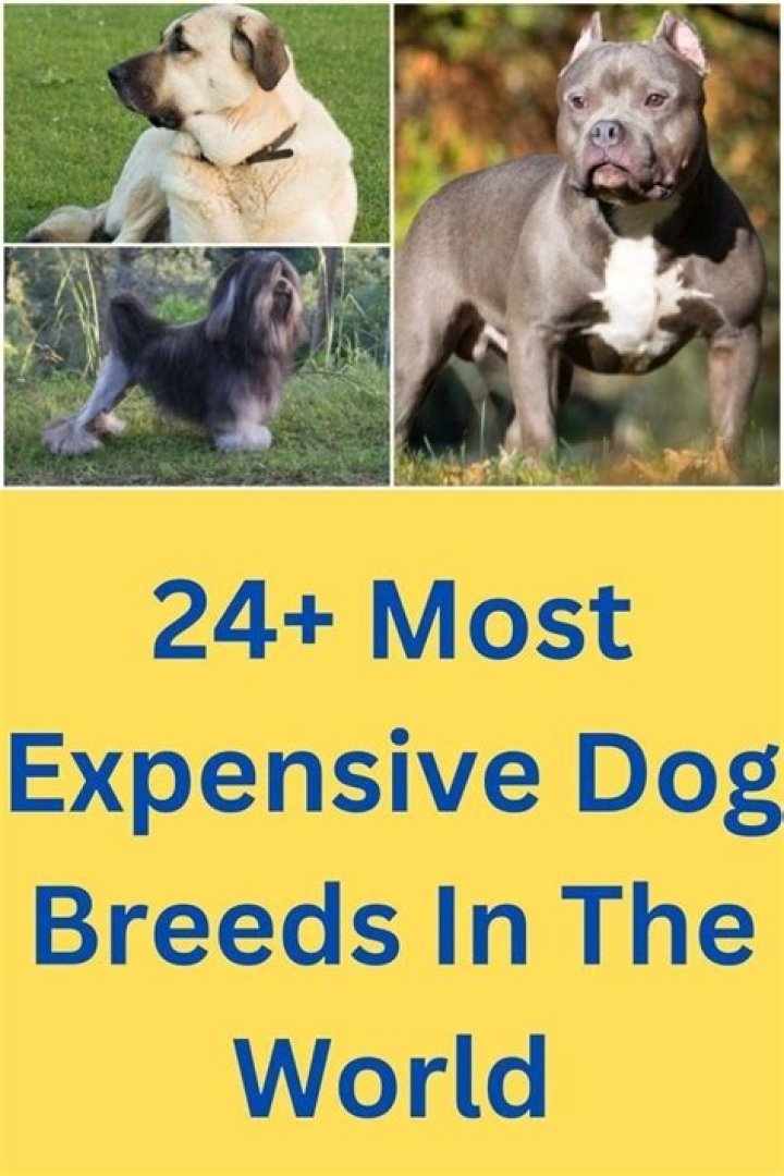 Most Expensive Dog Breeds: Discover the World&rsquo;s Priciest Canine Companions