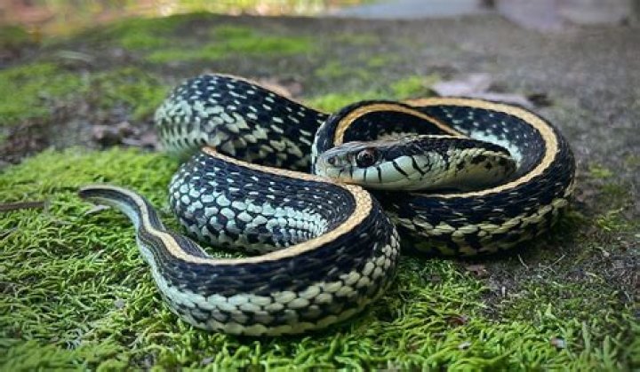 Poisonous Snakes in New Zealand: A Comprehensive Guide to Understanding the Myths and Reality