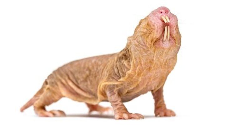 Rufus the Hairless Mole Rat: A Fascinating Creature with Unique Adaptations
