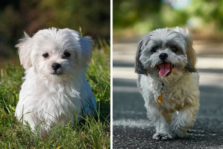 Shih Tzu and Maltese Crossbreed: The Ultimate Guide to This Adorable Hybrid