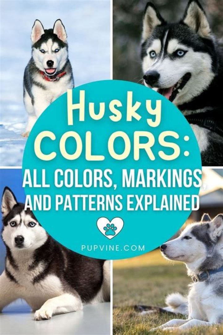 Siberian Husky Coat Patterns: A Comprehensive Guide for Dog Enthusiasts