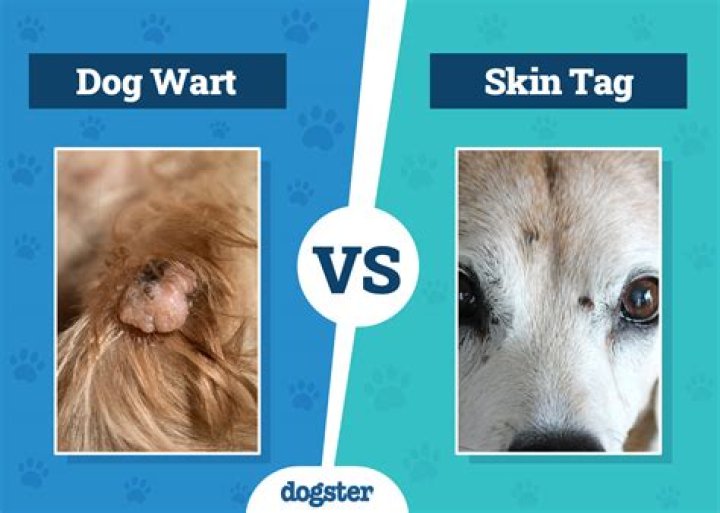 Skin Tag on Dog's Head: Causes, Treatments, and Prevention