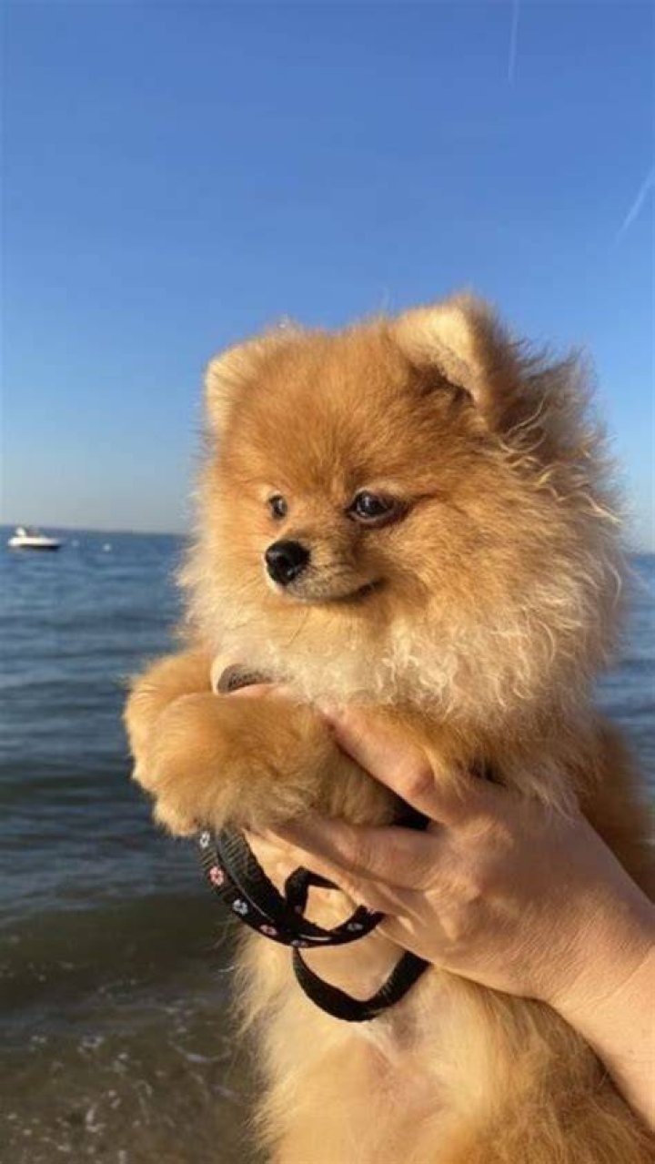The Cutest Dogs: Discovering the World's Most Adorable Canine Companions