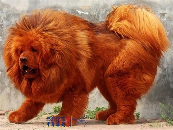 The Most Expensive Dog Breeds in the World: A Comprehensive Guide