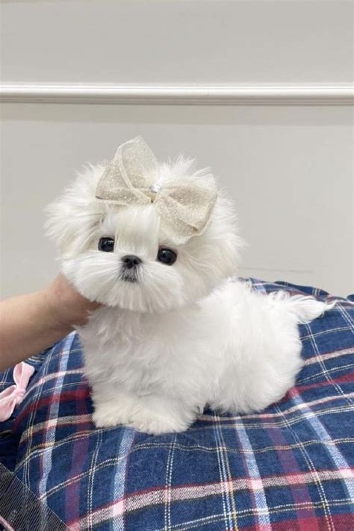 The Smallest Maltese: Discovering the Charm and Care of This Tiny Breed