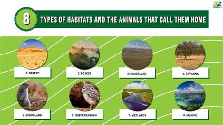 Tiger Habitats: A Comprehensive Guide to Understanding Their Natural Homes