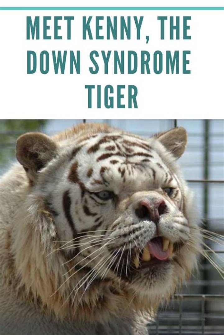 Understanding Down Syndrome Tigers: A Comprehensive Guide