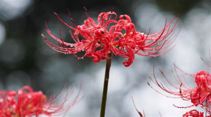 Understanding the Red Spider Lily Life Cycle: A Comprehensive Guide