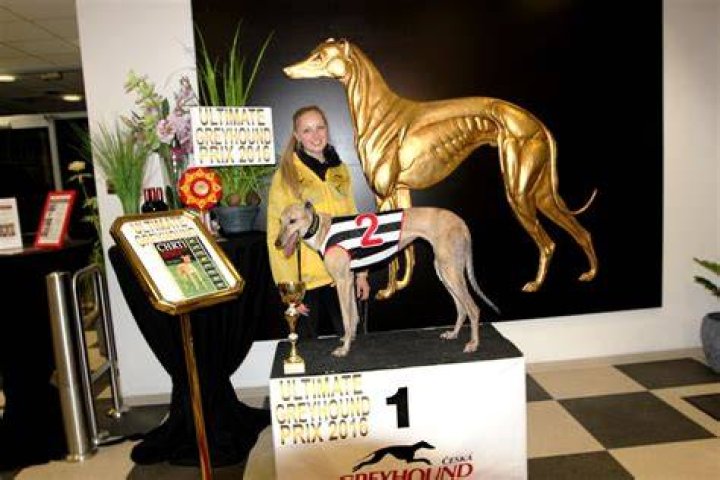 Unveiling the Ultimate Greyhound Amenities: Your Ultimate Guide