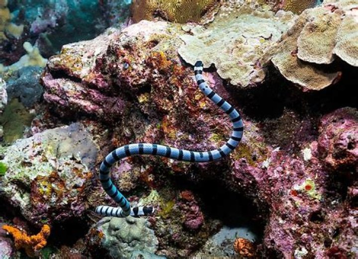 Venomous Snakes of New Zealand: Unveiling the Mysteries of Native and Introduced Species