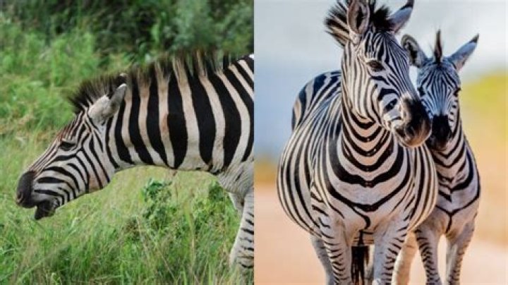 What Does a Zebra Sound Like? Exploring the Unique Vocalizations of Zebras