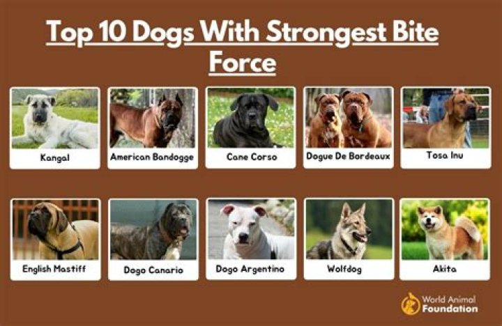 What is the Bite Force of a Pitbull? Understanding the Strength and Temperament