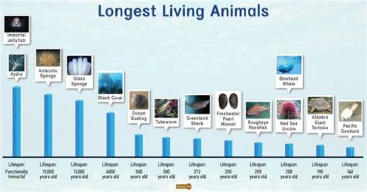What is the Longest Living Species? Exploring the Fascinating World of Earth's Longest-Lived Creatures
